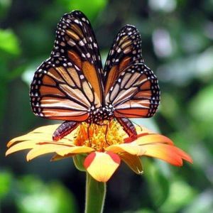 Meet your Posher, Edna